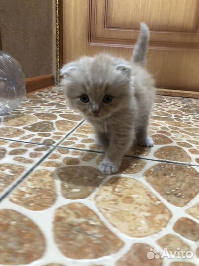 Шотландский вислоухий котенок