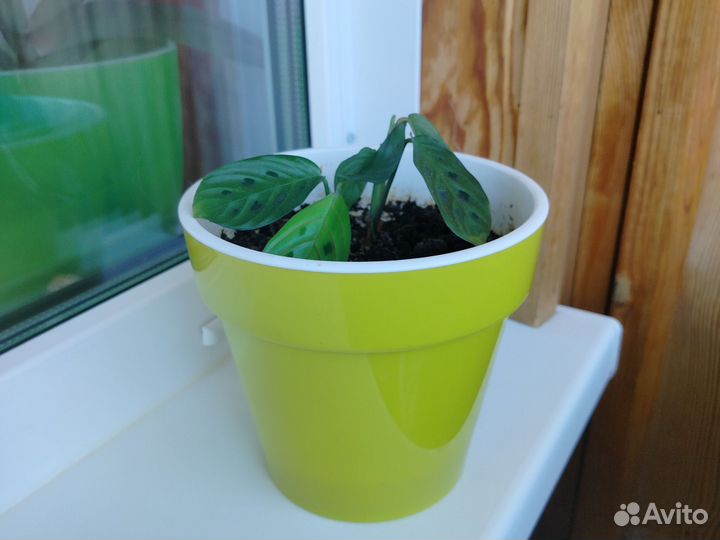 Маранта. Фасцинатор триколор