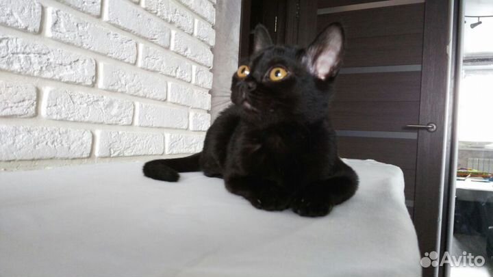 Котята породы Бомбей (Бомбейская )