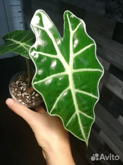 Алоказия полли