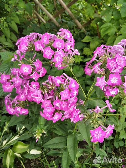 Флоксы сортовые.На посадку