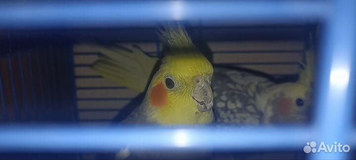 Попугай корелла девочка и мальчик