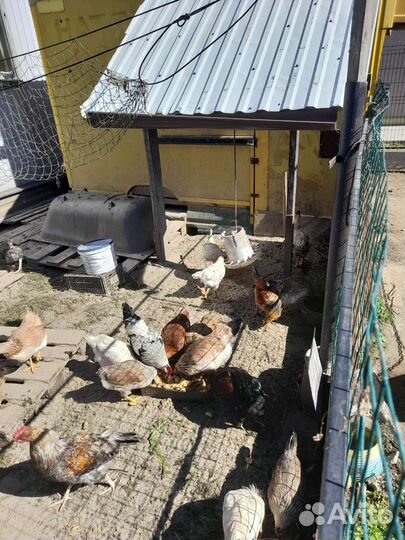 Молодые петушки