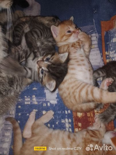 Котятки табби в добрые руки