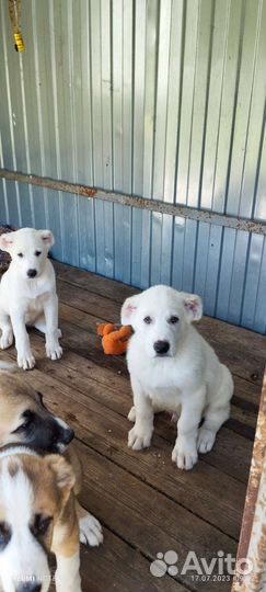 Среднеазиатская овчарка алабай