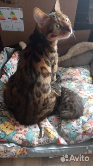 Бенгальские котята