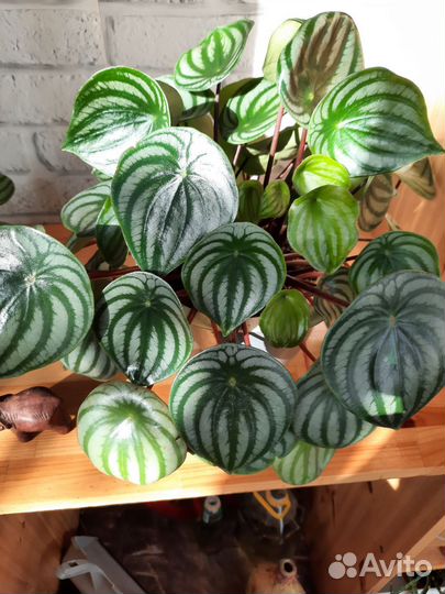 Арбузная пеперомия и другие комнатные цветы