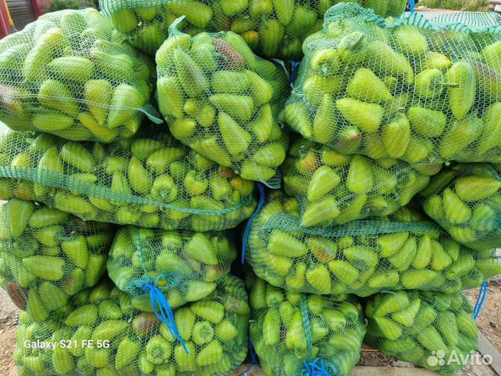 Перец кантанна ф1 мелким и крупным оптом