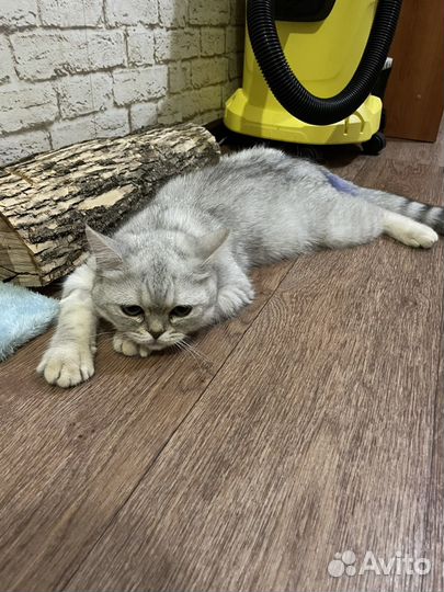 Шотланский котик