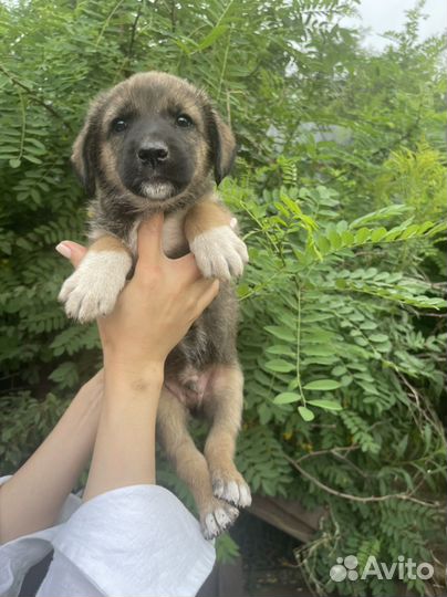 Щенок в добрые руки