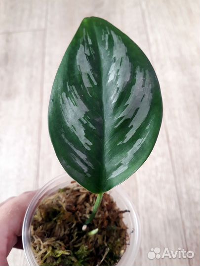 Эпипремнумы/сциндапсусы