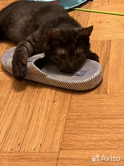 Котенок бесплатно в хорошие руки