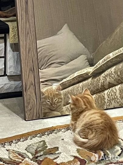 Рыжий котенок девочка