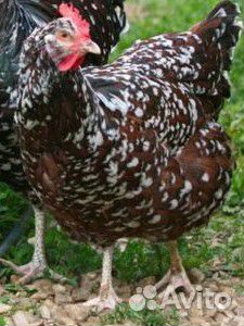 Инкуб.яйцо породистых кур