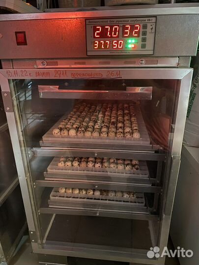 Яйцо инкубационное