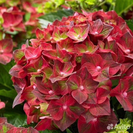 Гортензия Magical Ruby Tuesday и др