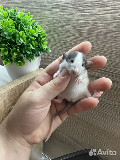Крысята дамбо