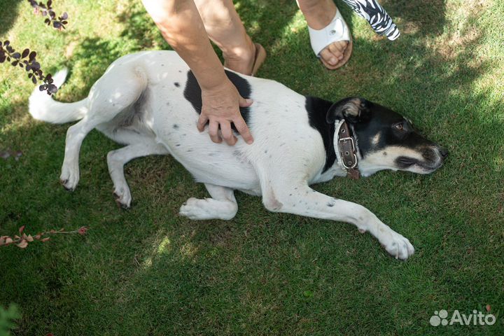 Собака в добрые руки отдам бесплатно