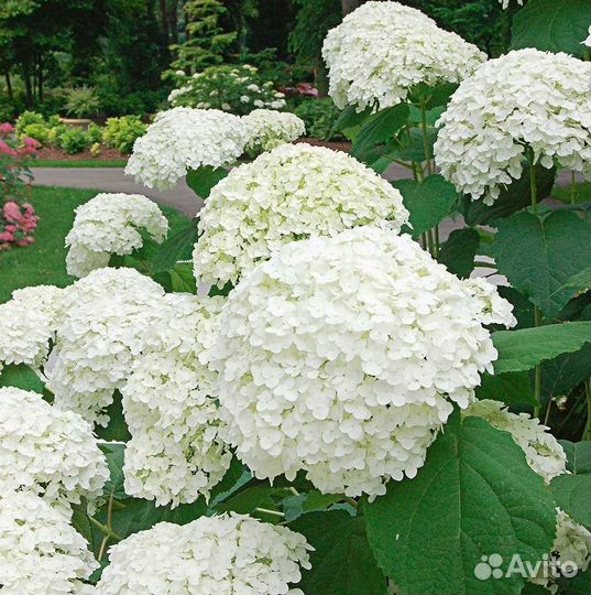 Саженцы гортензии Анабель из питомника