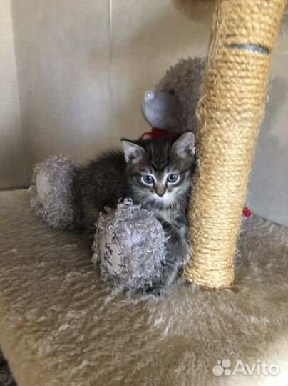 Котята в ответственные руки