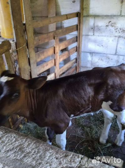 Телочка галштинка