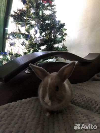 Кролик девочка в добрые руки