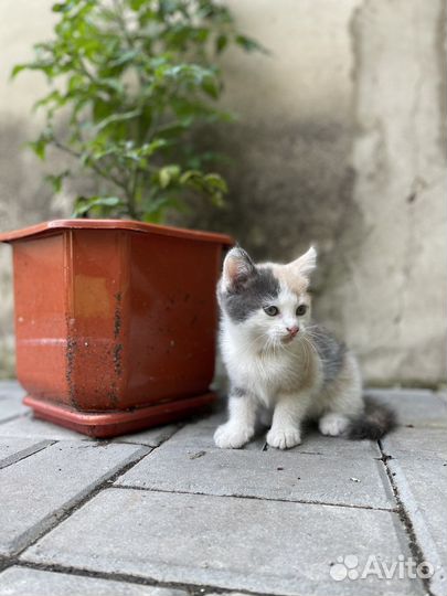 Кошка в дар