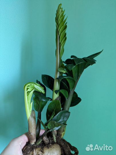 Замиокулькас зензи