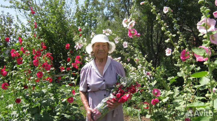 Мальва отростки и семена