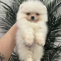 Померанский шпиц, щенок