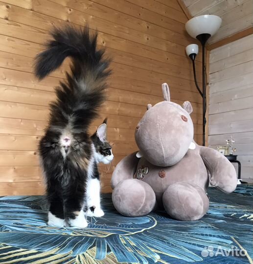 Мейн-кун котята полидакт