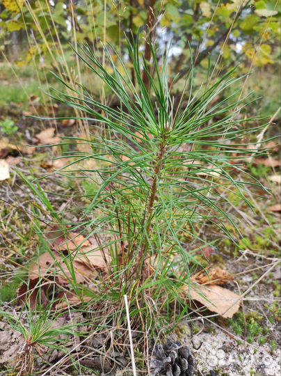 Бэйби сосенки (саженцы сосны обыкновенной)