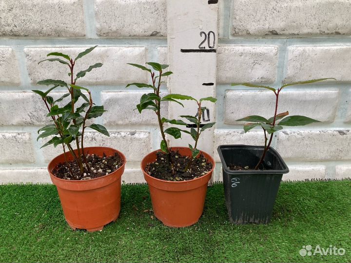 Розмарин, лавр, мята из питомника растений