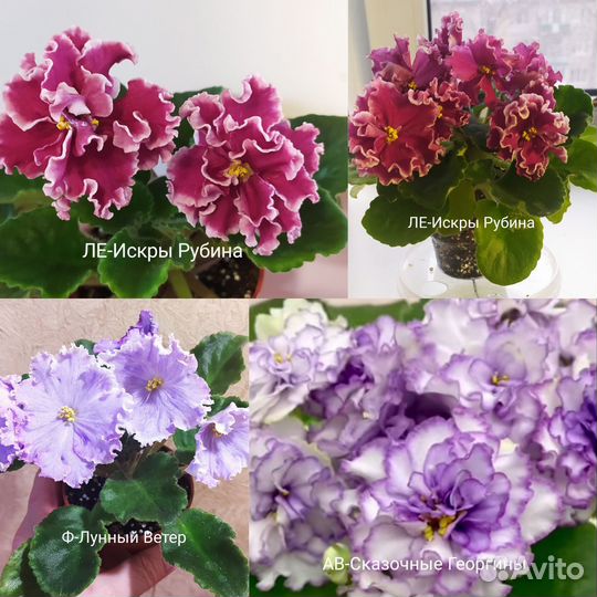 Детки сортовых фиалок