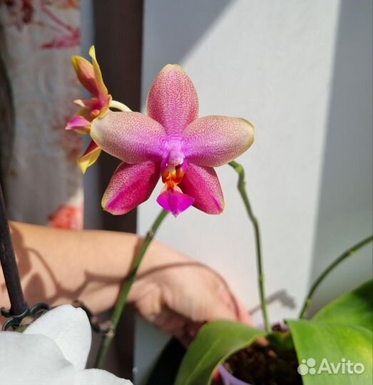 Орхидея фаленопсис Лиодоро