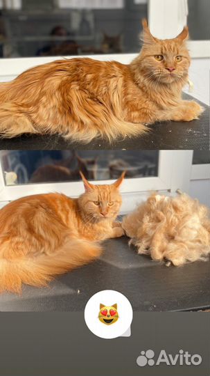 Стрижка собак и кошек ЖК Суворовский