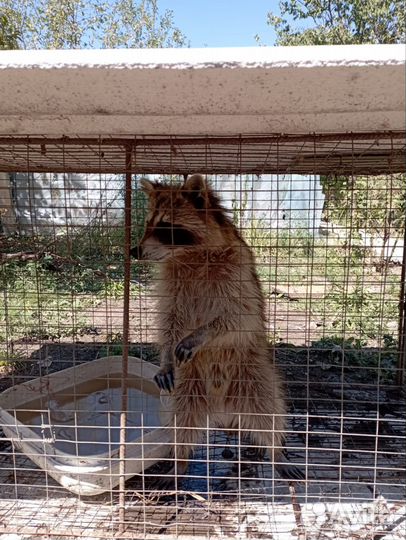Енот полоскун домашний