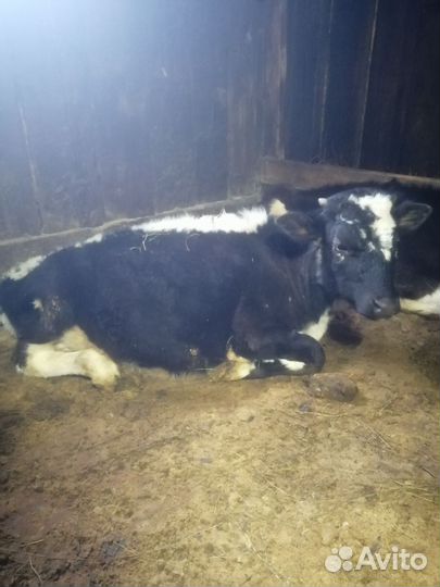 Быки и тёлки разных возростов