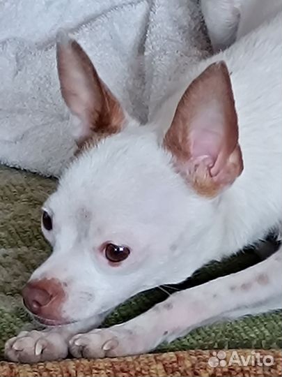 Мини той-терьер