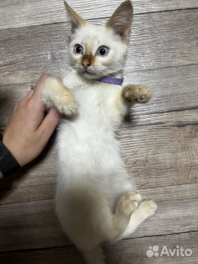 Кошка в дар бесплатно
