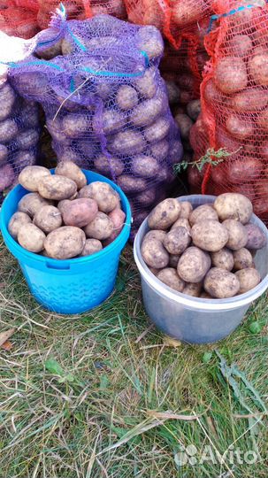 Продам картофель