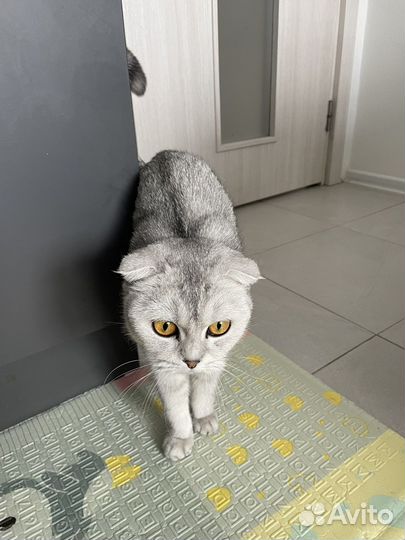 Шотландская вислоухая кошка