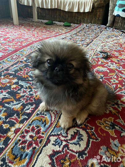 Щенки пекинеса