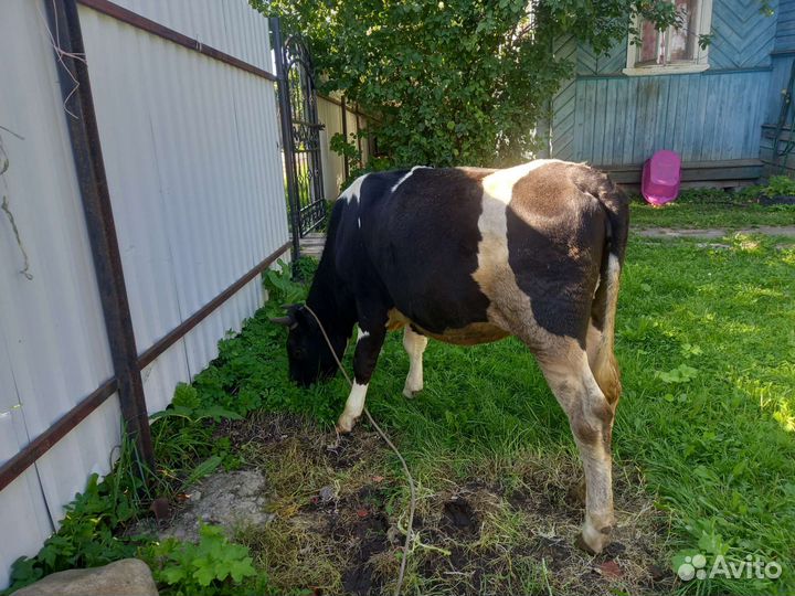 Продам хряка