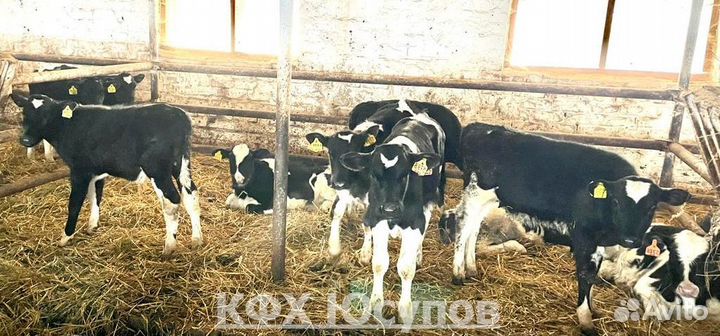 Телята бычки телки