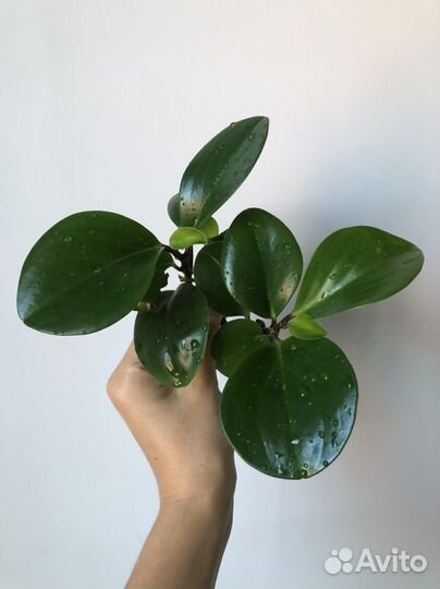 Пеперомия туполистная