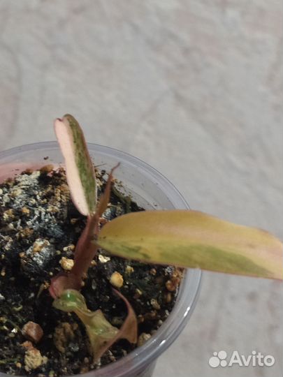 Комнатные растения