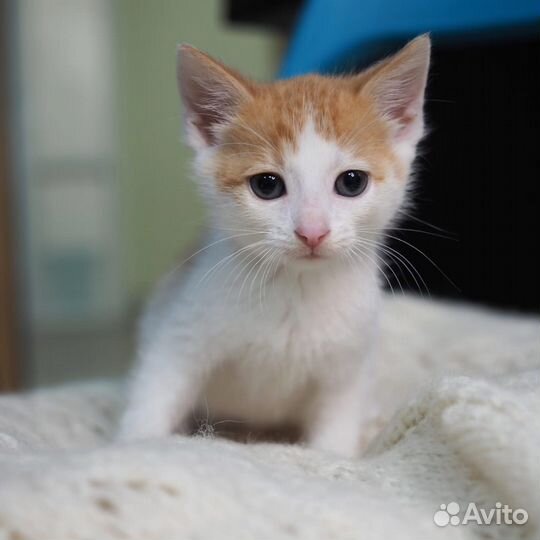 Котенок в добрые руки