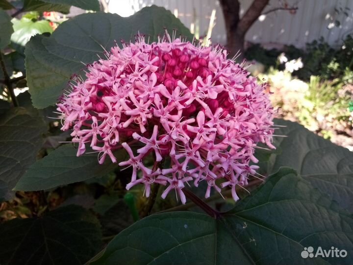 Клеродендрум Бунге