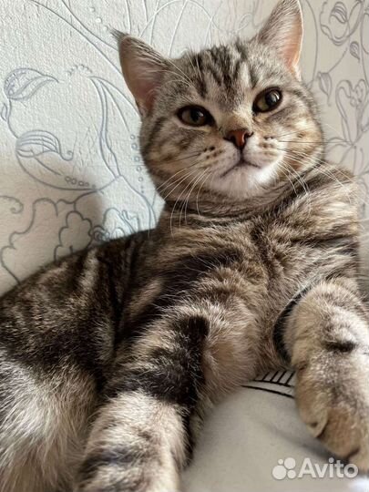 Британская